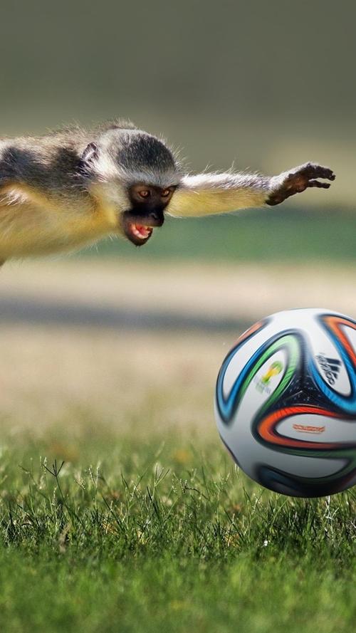 猴子欧洲杯（猴子足球）