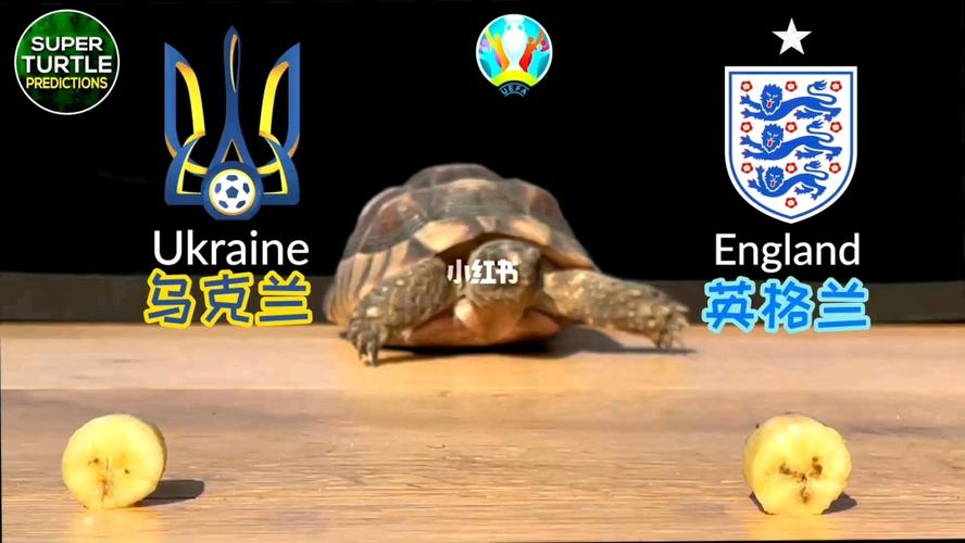 乌龟猜测欧洲杯（乌龟赢得了比赛）